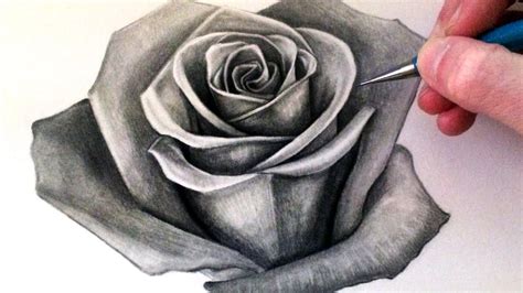 how to sketch a rose and why we should cherish our dreams